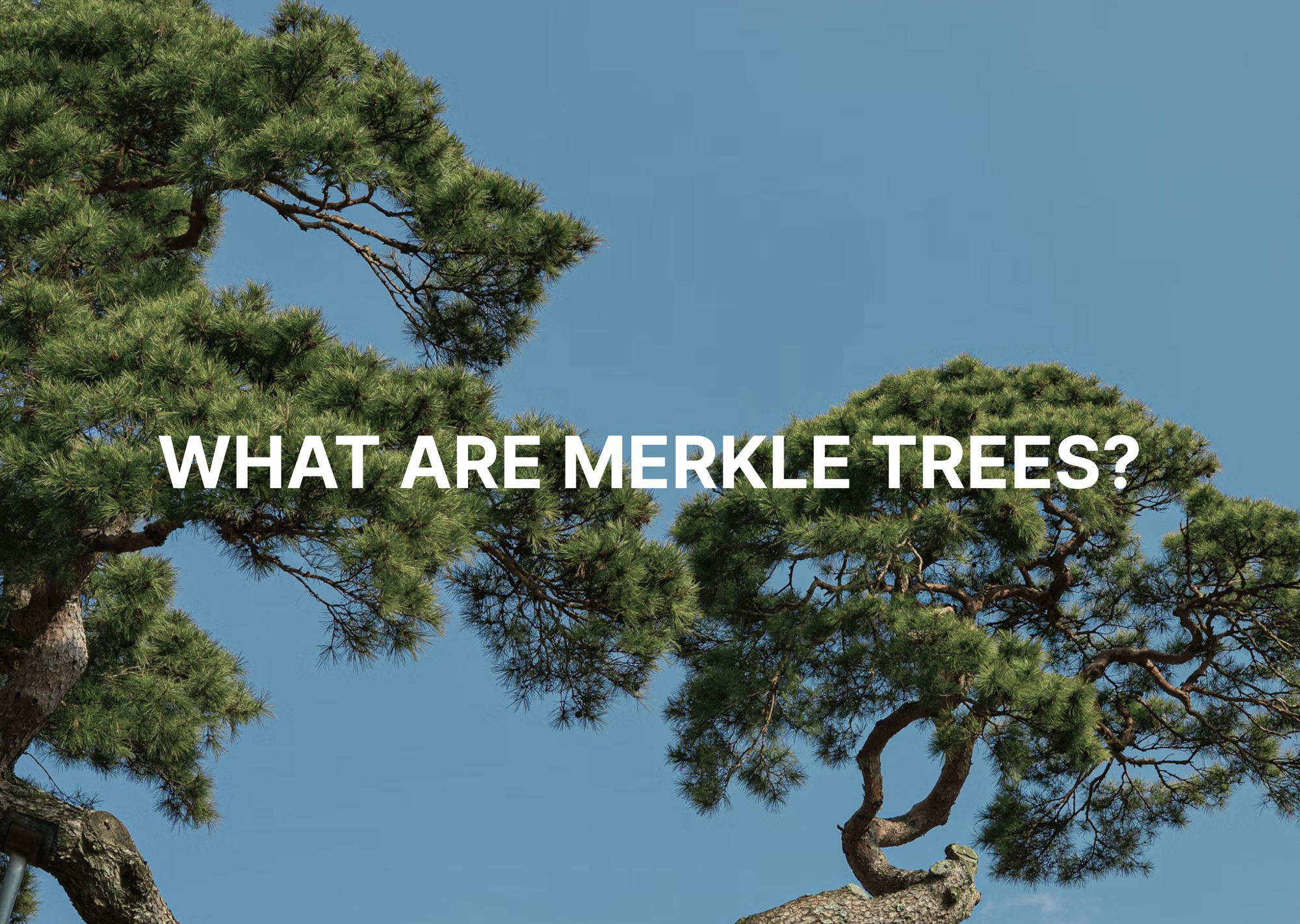 What Are Merkle Trees? The Cryptographic Backbone of Blockchain Integrity